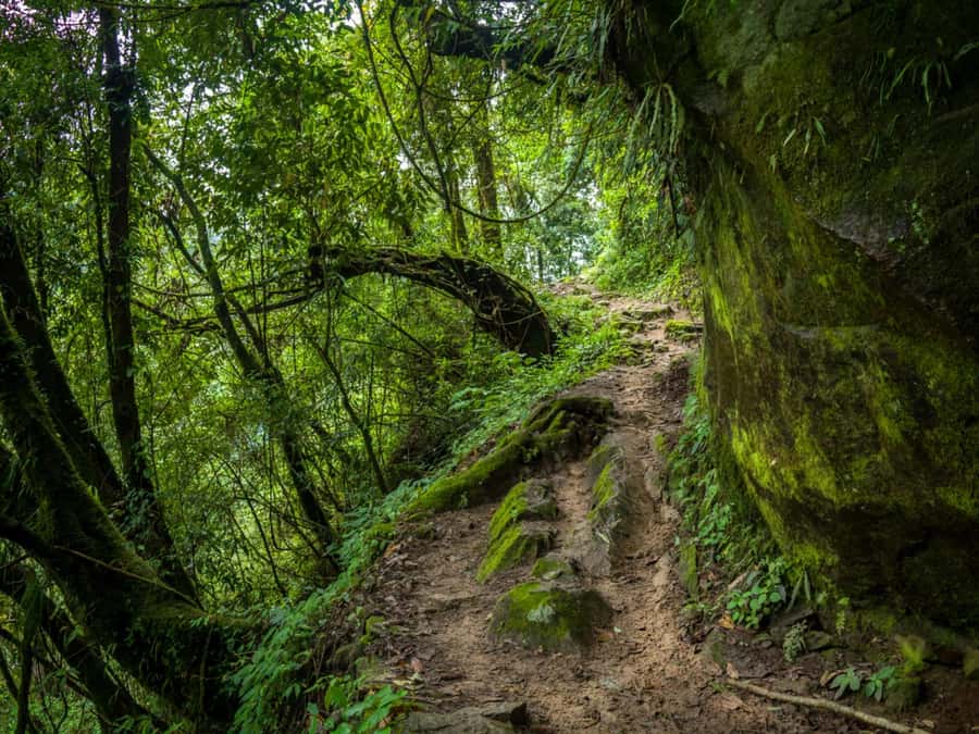 Khao Sok: Private Jungle Trek, Waterfall Swim & Bamboo Lunch - Wildlife and Ecosystem Lessons: Getting More Than Photos