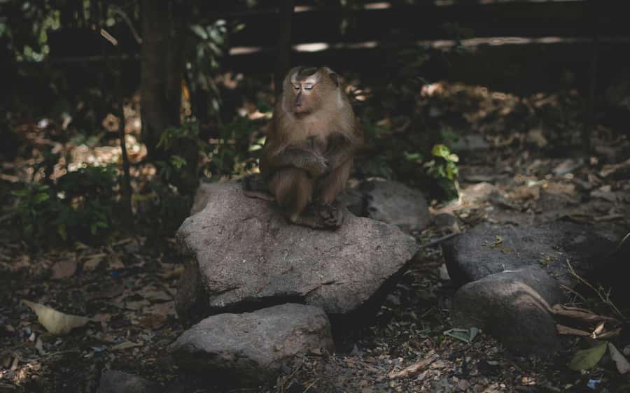 Khao Sok: Private Jungle Trek, Waterfall Swim & Bamboo Lunch - Price and Value for a 5-Hour Small-Group Day