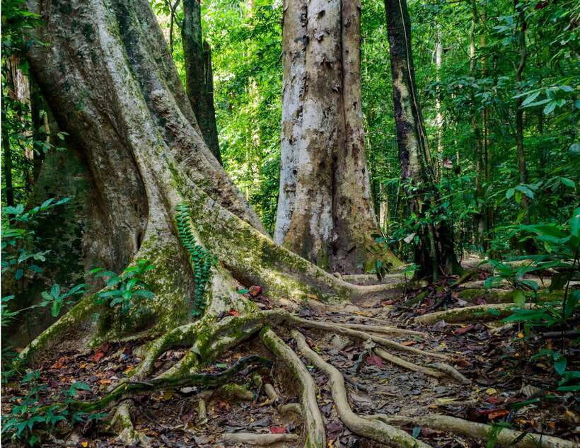 Khao Sok: Private Waterfalls and Wildlife Half-Day Trek - How Guides Turn This Into a Real Jungle Experience