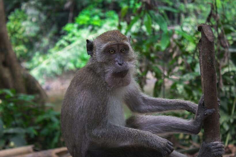 Khao Sok: Private Waterfalls and Wildlife Half-Day Trek - Wildlife Spotting: Monkeys, Gibbons, and the Small Stuff That Counts