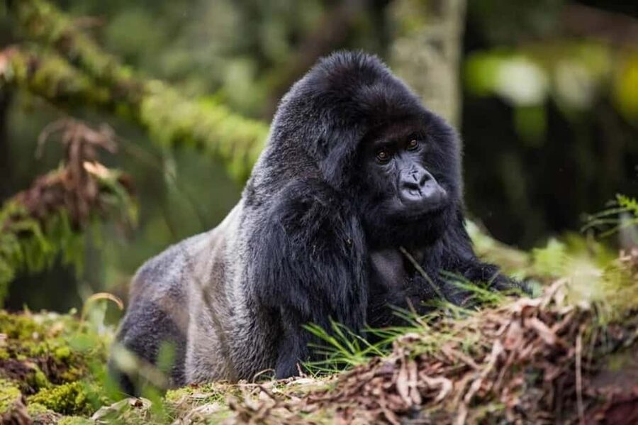 Kigali: Gorilla Trekking in Volcanoes National Park - The 04h30 Pickup and the Drive to Musanze–Kinigi