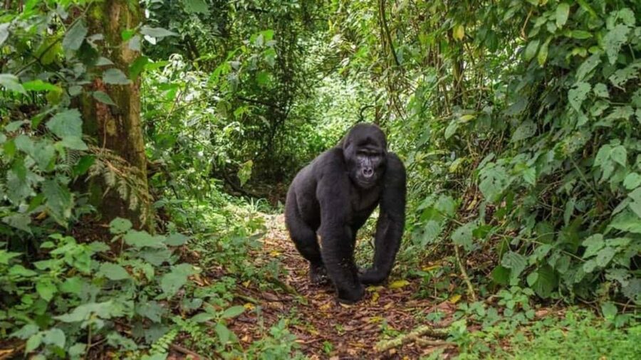 Kigali: Gorilla Trekking in Volcanoes National Park - Safety, Rangers, and How the Experience Feels Organized