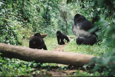 Kigali: Gorilla Trekking in Volcanoes National Park - What Happens After You Arrive: Groups, Briefing, and Trailhead Setup