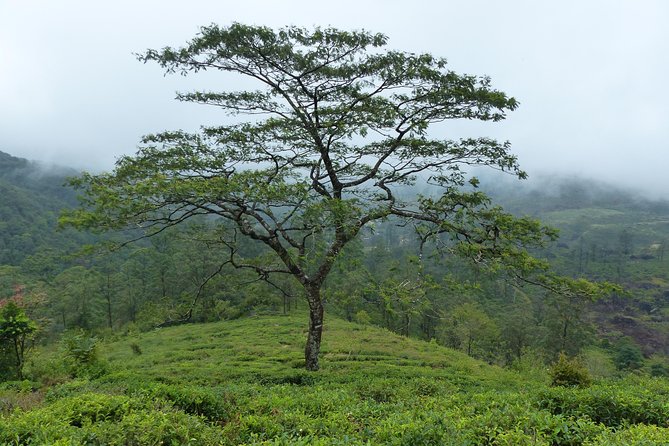 Knuckles Leopard trail Trek from Kandy - Guide quality: why names like Manju, Lakmal, and Shyamal matter