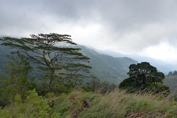 Knuckles Spice Trail Trek from Kandy - Tea plantations and the pine–eucalyptus start