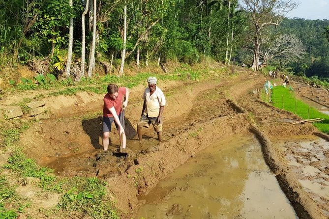 Knuckles Spice Trail Trek from Kandy - Terrace rice fields and the switch to gardens