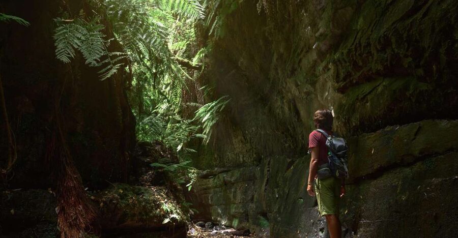 La Palma: Guided Trekking Tour To Cubo de la Galga - Key things to know before you go