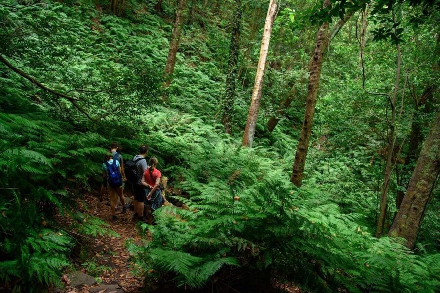 La Palma: Guided Trekking Tour To Cubo de la Galga - Why Cubo de la Galga Feels Like Time Travel on Foot