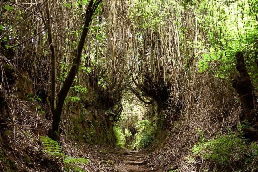 La Palma: Guided Trekking Tour To Cubo de la Galga - The Laurisilva Forest: The Real Reason It Stays Green