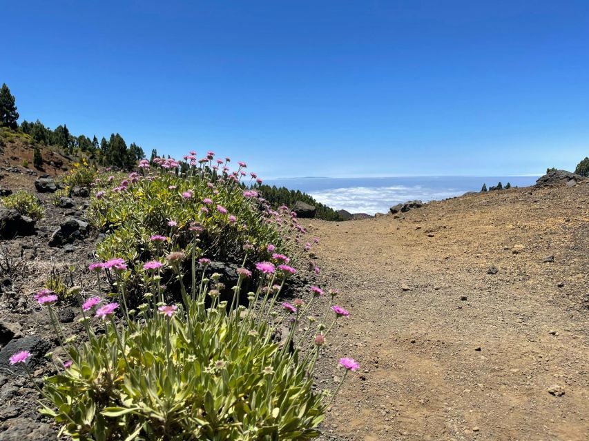 La Palma: Guided trekking tour to volcanoes south - Price and value: what $50 buys you on an 8-hour volcano trek