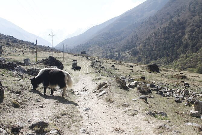 Langtang Trek from Kathmandu 7 Days - Key things worth knowing before you go