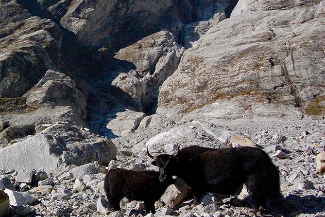 Langtang Valley Trek – 11 DAYS - Kathmandu again: farewell dinner, photos, and your last Nepal choices