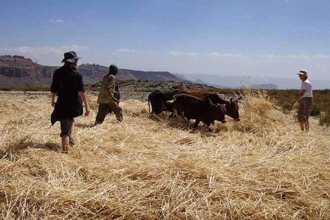 Lasta Mountains: Highland Eco Trekking Tour in Lalibela - What’s included: meals, water, guide, and what you’ll still need