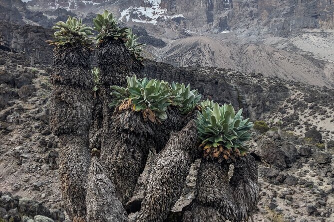Lemosho Route 7 Days Trekking at Mount Kilimanjaro - Shira One Camp at 3,500m: managing Day 2 pace