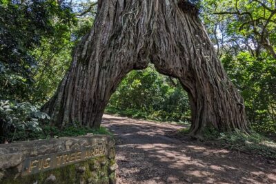 Lemosho Route 7 Days Trekking at Mount Kilimanjaro - Arusha to Londorossi Gate: the rainforest start on Day 1