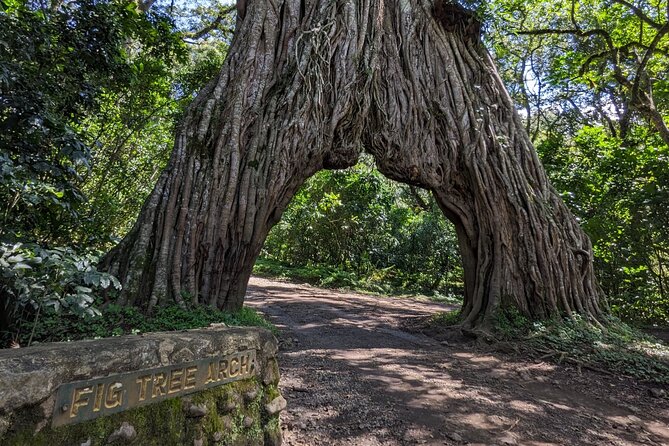 Lemosho Route 7 Days Trekking at Mount Kilimanjaro - Arusha to Londorossi Gate: the rainforest start on Day 1