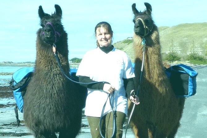 Llama Trek (Half-day) - Kaikoura Bay, Beaches & Seal Colony - Key things to know before you go
