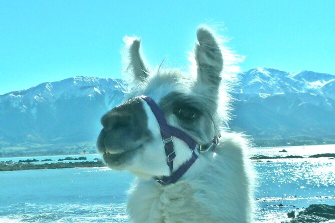 Llama Trek (Half-day) - Kaikoura Bay, Beaches & Seal Colony - What you’re really getting: llamas, seals, and coastal walking