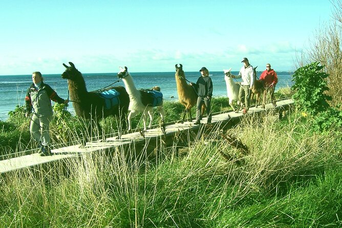 Llama Trek (Half-day) - Kaikoura Bay, Beaches & Seal Colony - Ohau Point seal colony: a short stop with real payoff