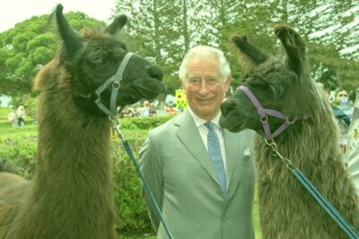 Llama Trek (Half-day) - Kaikoura Bay, Beaches & Seal Colony - Meet Kevin and your llama: the calm start that makes it work