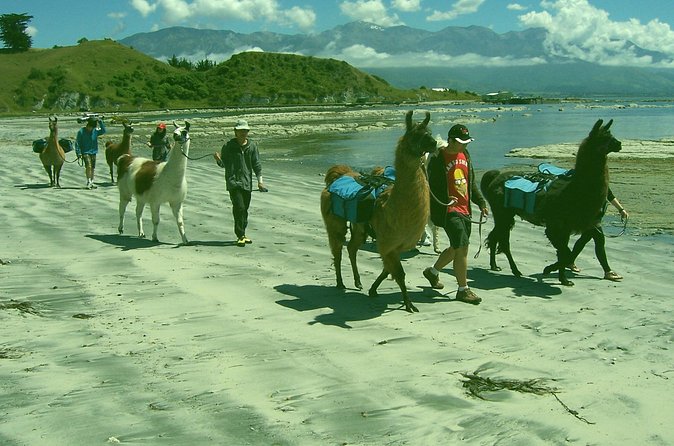 Llama Trek (Half-day) - Kaikoura Bay, Beaches & Seal Colony - Trekking Kaikōura Bay and the peninsula beaches: views plus a bit of uneven ground