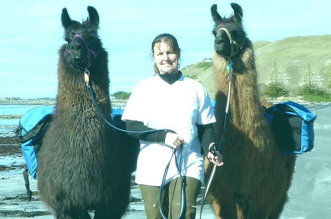 Llama Trek (Half-day) - Kaikoura Bay, Beaches & Seal Colony - Price and value at $154.52 per person