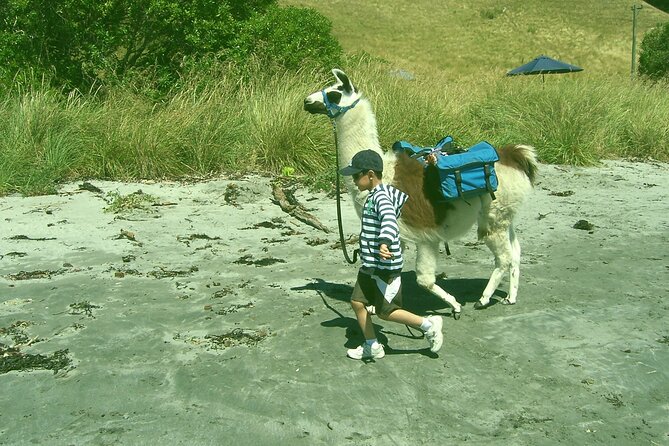 Llama Trek (Half-day) - Kaikoura Bay, Beaches & Seal Colony - Time, meeting point, and what to plan for