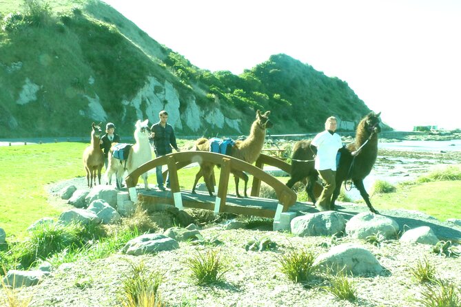 Llama Trek (Half-day) - Kaikoura Bay, Beaches & Seal Colony - Who should book this llama trek—and who should reconsider