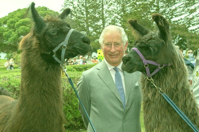 Llama Trek (Half-day) - Kaikoura Bay, Beaches & Seal Colony - Meet Kevin and your llama: the calm start that makes it work