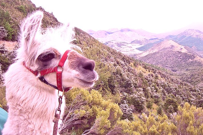 Llama Trek (Taster) - Kowhai River Valley and Native Woodland Tour - Key Things You’ll Notice on This Kowhai Llama Walk