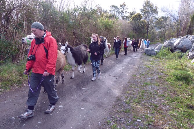 Llama Trek (Taster) - Kowhai River Valley and Native Woodland Tour - Llama Time on the Kowhai River: What the 1.5-Hour Taster Really Includes