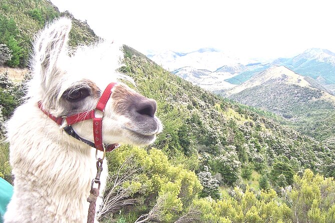 Llama Trek (Taster) - Kowhai River Valley and Native Woodland Tour - Small Practical Tips So You Enjoy It More