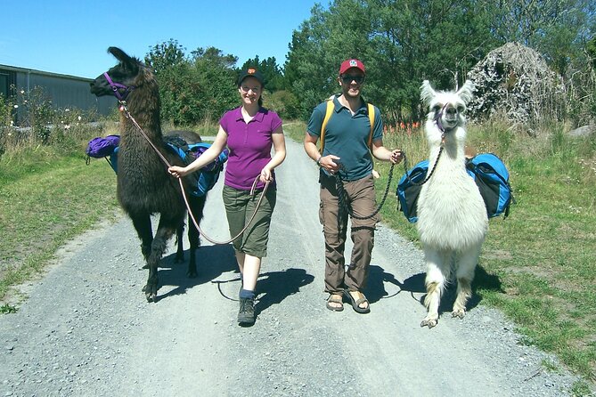 Llama Trek (Taster) - Kowhai River Valley and Native Woodland Tour - Quick Booking Notes You’ll Care About (Without the Fine Print)