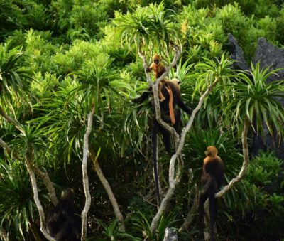 Long Trekking Catba national park, Lan ha bay full day trip - 8:00 pickup and the transfer to Cat Bà National Park