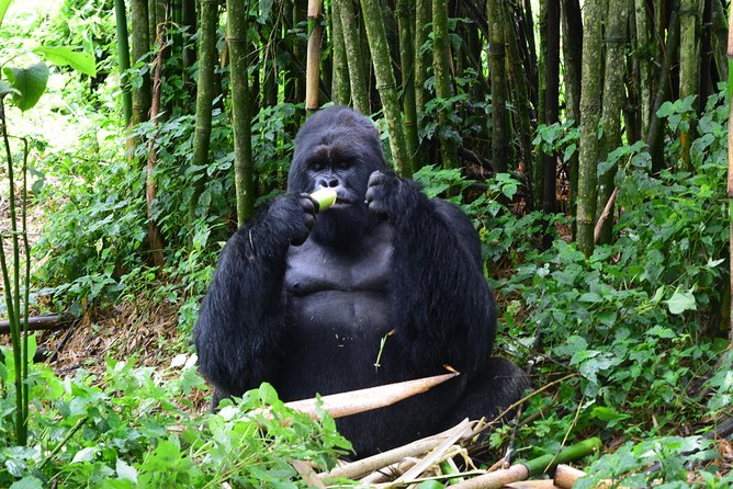 Lowland Gorilla trekking in Kahuzi-Biega National Park - Getting there from Kigali: Cyangugu border support and a calmer start