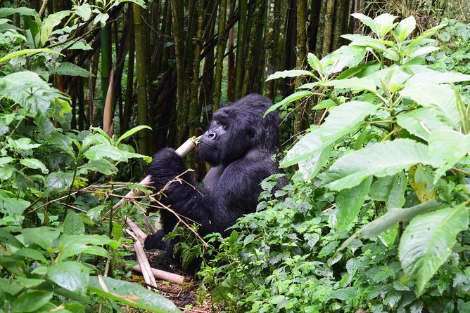 Lowland Gorilla trekking in Kahuzi-Biega National Park - The gorilla trekking day: start time, trail expectations, and gear