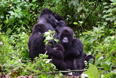 Lowland Gorilla trekking in Kahuzi-Biega National Park - Bukavu as a warm-up: cathedral, Bralima, markets, and Panzi Hospital