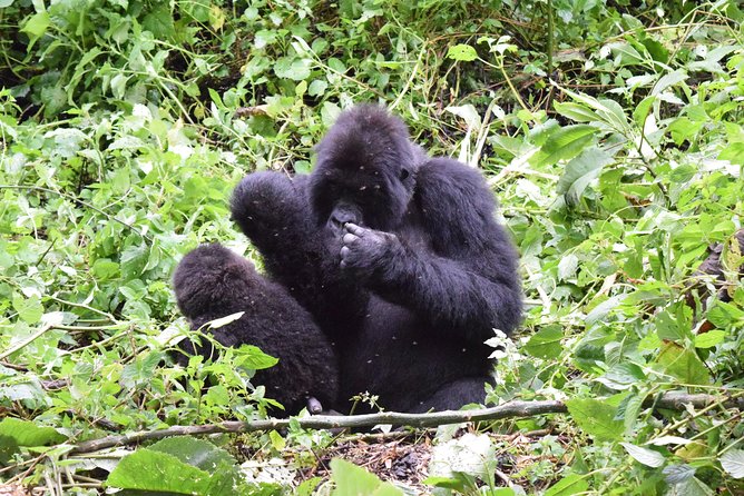 Lowland Gorilla trekking in Kahuzi-Biega National Park - Price ($2,200): is it good value for gorillas in Kahuzi-Biega?