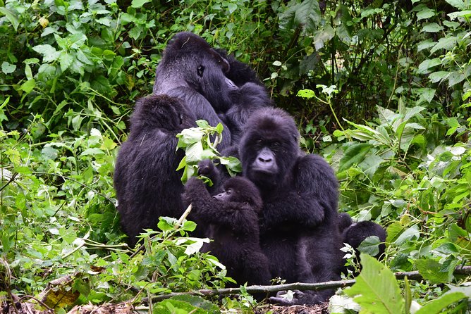 Lowland Gorilla trekking in Kahuzi-Biega National Park - Bukavu as a warm-up: cathedral, Bralima, markets, and Panzi Hospital
