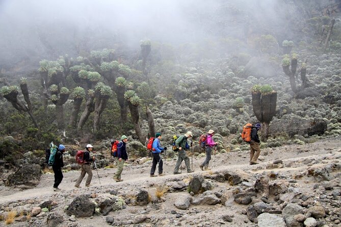 Machame Route 7-Day Private Kilimanjaro Trek - Moshi Start and the Pre-Trek Setup You’ll Be Glad You Have