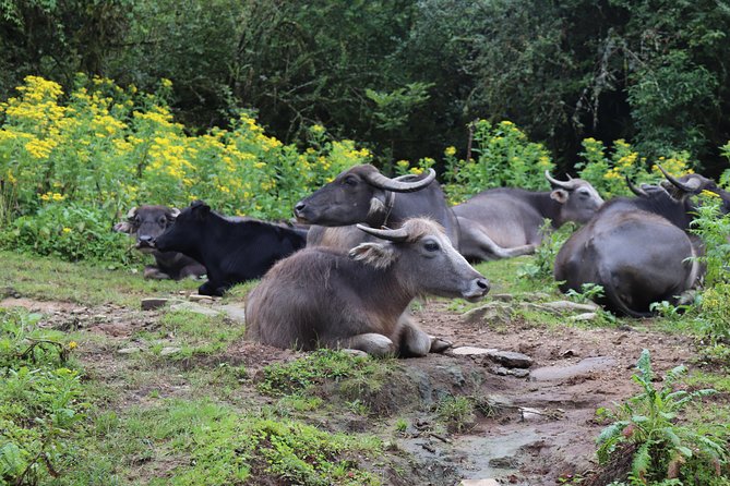 Mardi Himal Base Camp Trek (5 Days) - Why This Trek Feels Like Good Value at $480