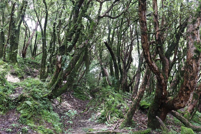 Mardi Himal Base Camp Trek (5 Days) - Guides and Pace: Where Comfort Turns Into Confidence