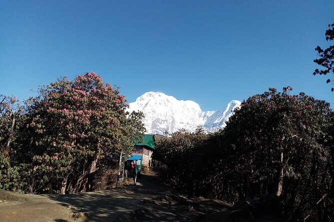 Mardi Himal Newly Discovered Trekking from Pokhara Nepal - Transfers, Teahouses, and the Comfort Reality Check