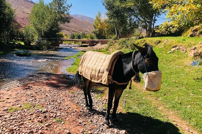 Marrakech: 2-Day Atlas Mountains Trek with Village Stay - Azzaden Valley and Tizi Mzik: Panoramas Plus a Lunch Stop