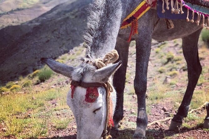 Marrakech: 2-Day Atlas Mountains Trek with Village Stay - Guides, Food, and the Mule System That Saves Your Back
