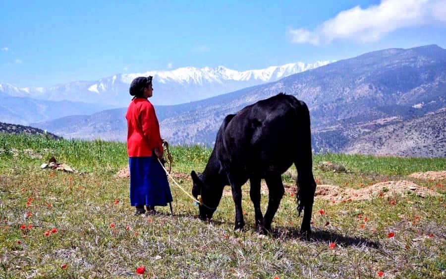 Marrakech: 2-Day Atlas Villages Trekking Tour - Why this 2-day Atlas trek feels like real Morocco (not a checklist)