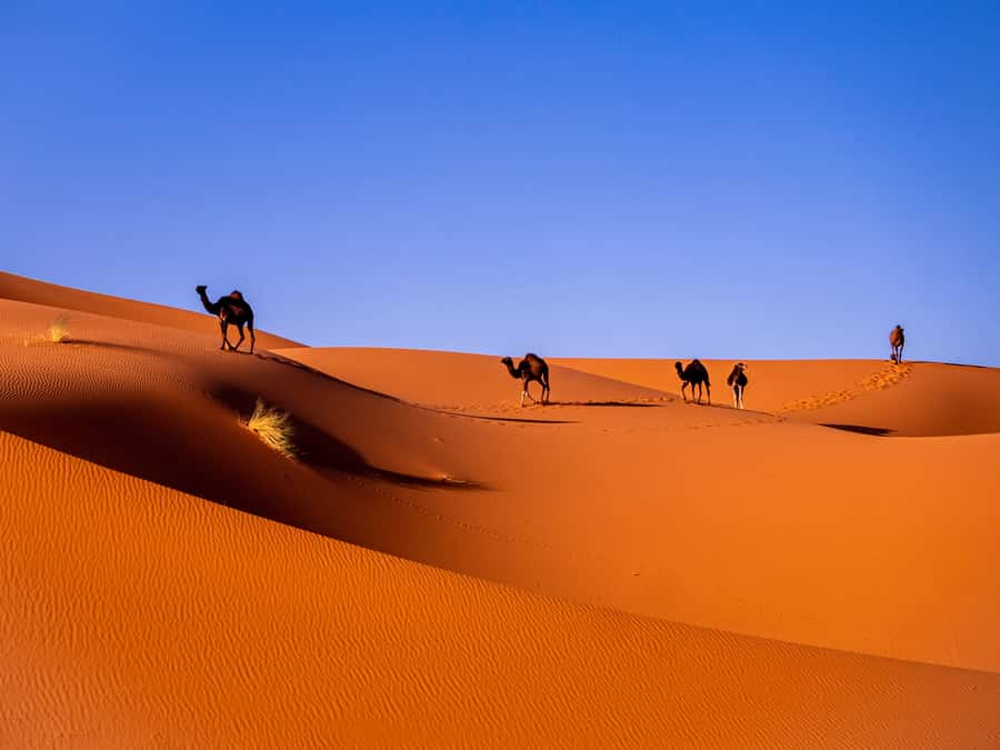 Marrakech: 3-Day Desert Tour to Merzouga Dunes & Camel Trek - Key points before you go