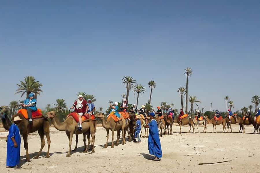 Marrakech: Camel Trek - Camel Through the Palmeraie: What Makes This Trek Different