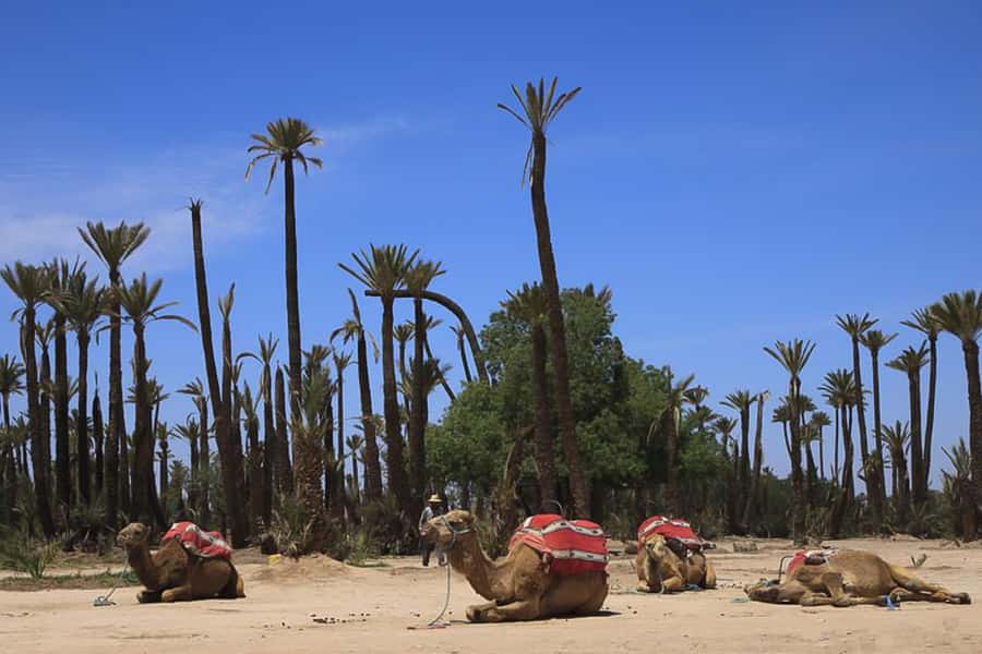 Marrakech: Camel Trek - Berber Outfit Time and the Tea Break (What You’re Really Paying For)