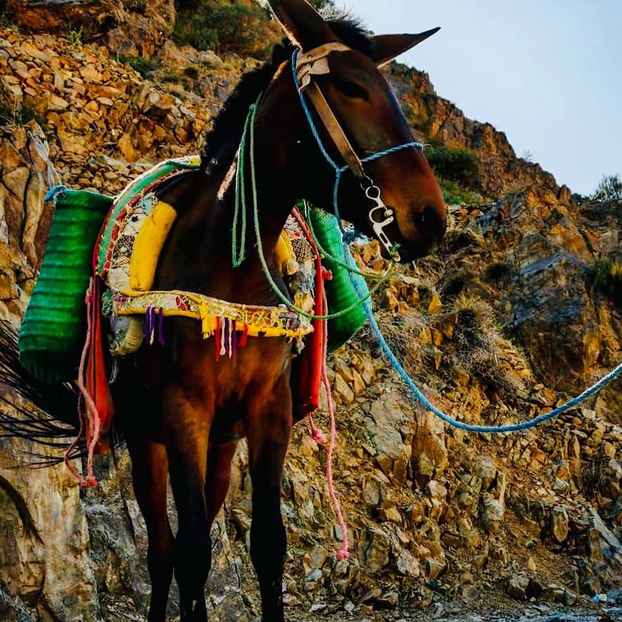 Marrakech: Guided 2-Day Trek to Imlil and Imnan Valleys - Guides and group size: why the small-team approach helps